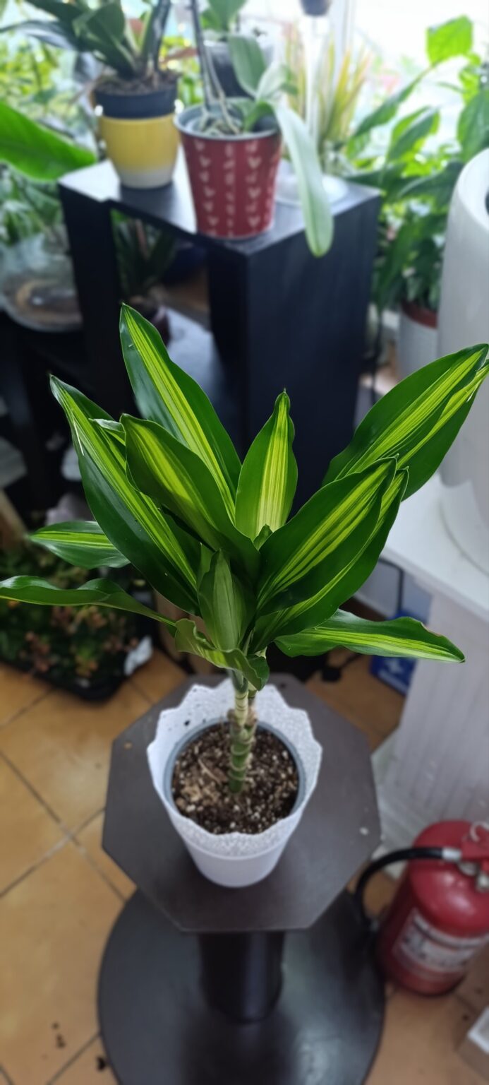Dracaena ‘Enkele’ – plantă de interior decorativă, ghiveci 12 cm Dracaena ‘Enkele’ – plantă de interior decorativă, ghiveci 12 cm