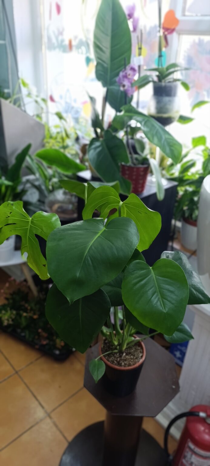 Monstera deliciosa – plantă tropicală de interior, 3 plante în ghiveci 12 cm Monstera deliciosa – plantă tropicală de interior, 3 plante în ghiveci 12 cm