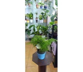 Asparagus Mix – mix de specii decorative, ghiveci 12 cm