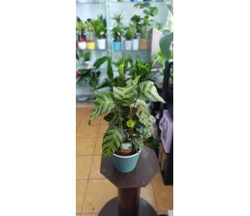 Calathea Mix de culori – plante tropicale decorative, ghiveci 12 cm