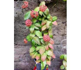 Hoya Fitchii – Planta exotică cu frunze decorative și flori spectaculoase