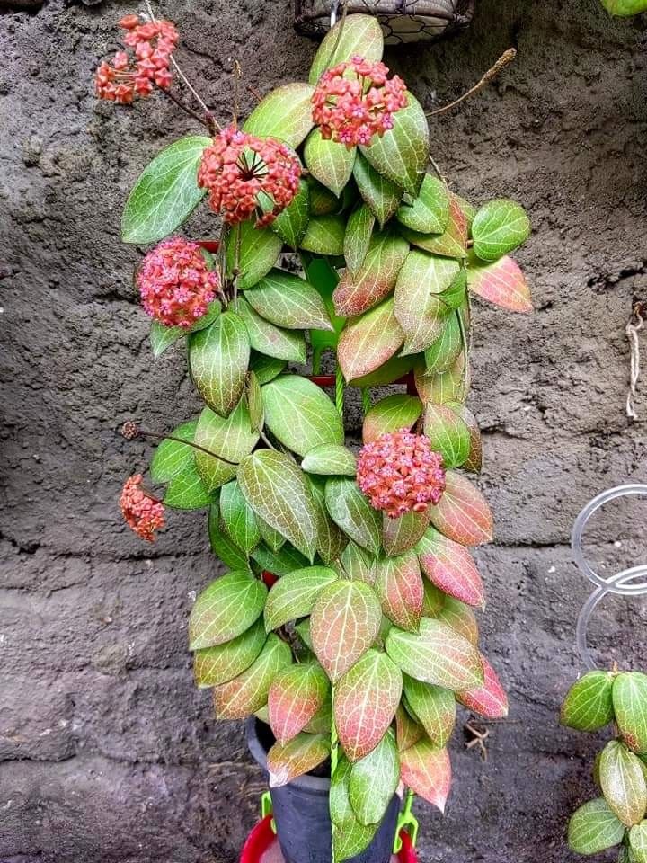 Hoya Fitchii – Planta exotică cu frunze decorative și flori spectaculoase Hoya Fitchii – Planta exotică cu frunze decorative și flori spectaculoase