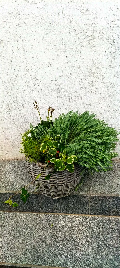 Coș cu plante de exterior – decor natural pentru terasă sau curtea ta Coș cu plante de exterior – decor natural pentru terasă sau curtea ta
