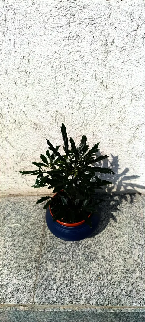 Dizygotheca elegantissima – plantă de interior elegantă cu frunziș fin și aspect exotic Dizygotheca elegantissima – plantă de interior elegantă cu frunziș fin și aspect exotic
