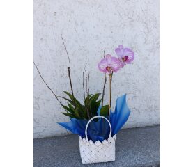 Aranjament cu Plante și Orhidee – Eleganță Naturală pentru Orice Spațiu