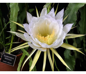 Selenicereus wercklei – cactus tropical curgator , hang pot