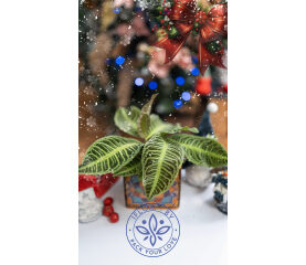 Labisia Jabi – Plantă Tropicală Rară cu Frunziș Decorativ | IFlori Atelier