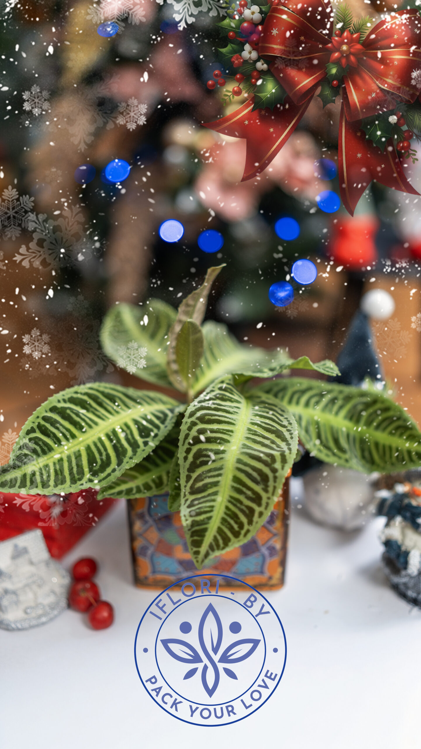 Labisia Jabi – Plantă Tropicală Rară cu Frunziș Decorativ | IFlori Atelier Labisia Jabi – Plantă Tropicală Rară cu Frunziș Decorativ | IFlori Atelier