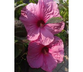 Adenium obesum ‘Anouk Red’ – Trandafirul deșertului cu flori spectaculoase 3