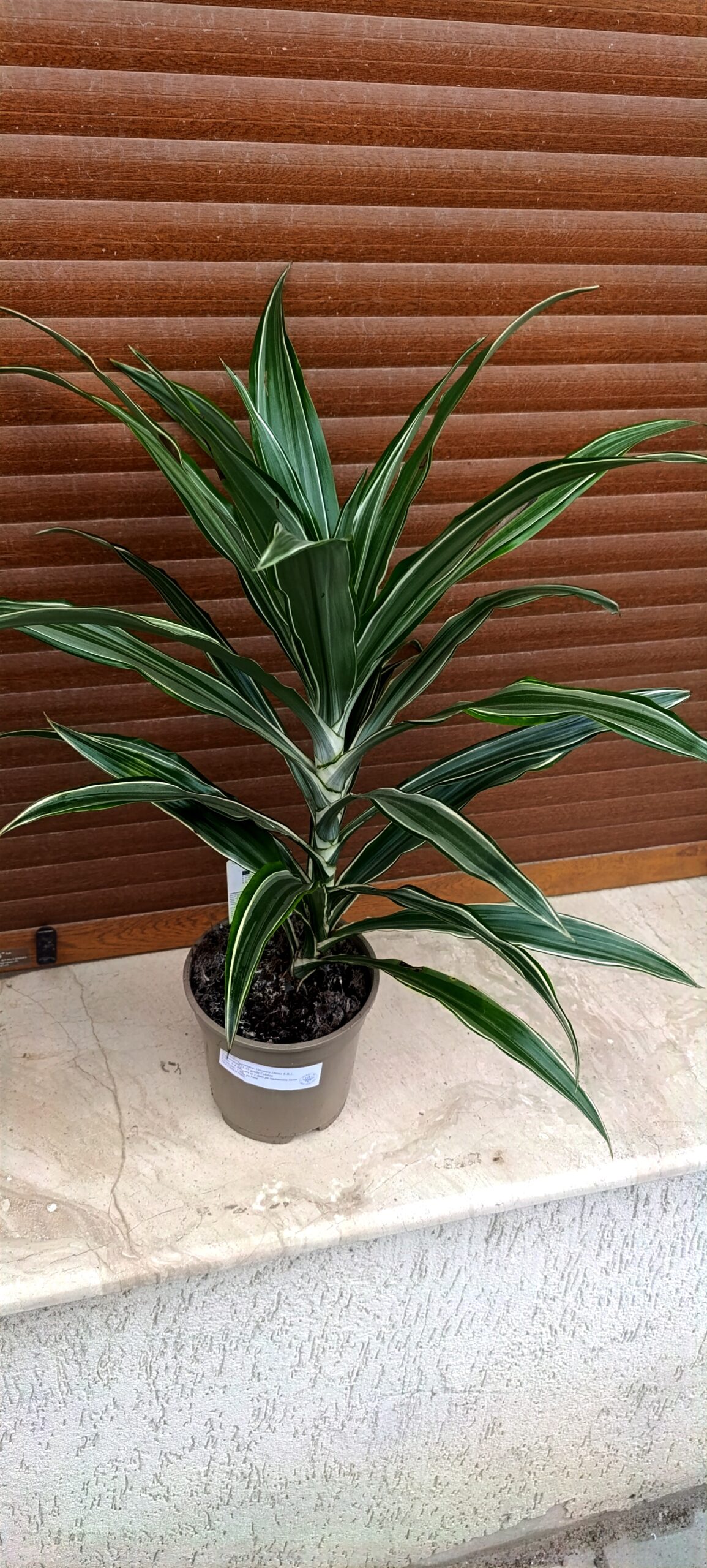 Dracaena warneckei – plantă de interior elegantă cu frunziș striat decorativ Dracaena warneckei – plantă de interior elegantă cu frunziș striat decorativ