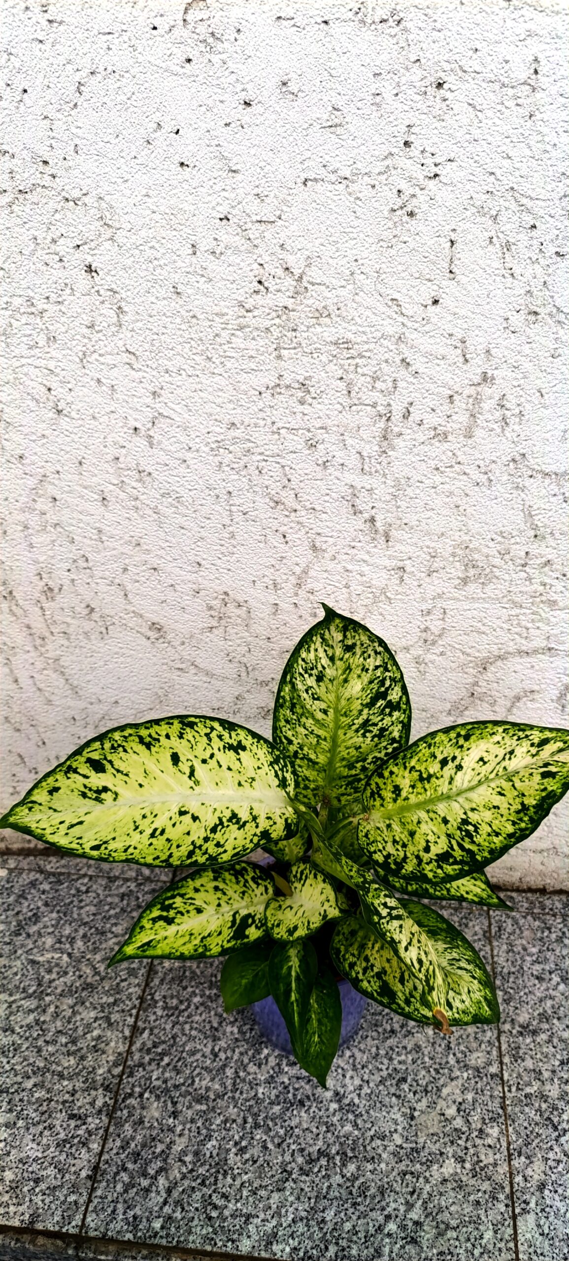 Dieffenbachia ‘Amy’ – plantă de interior decorativă cu frunziș tropical spectaculos Dieffenbachia ‘Amy’ – plantă de interior decorativă cu frunziș tropical spectaculos