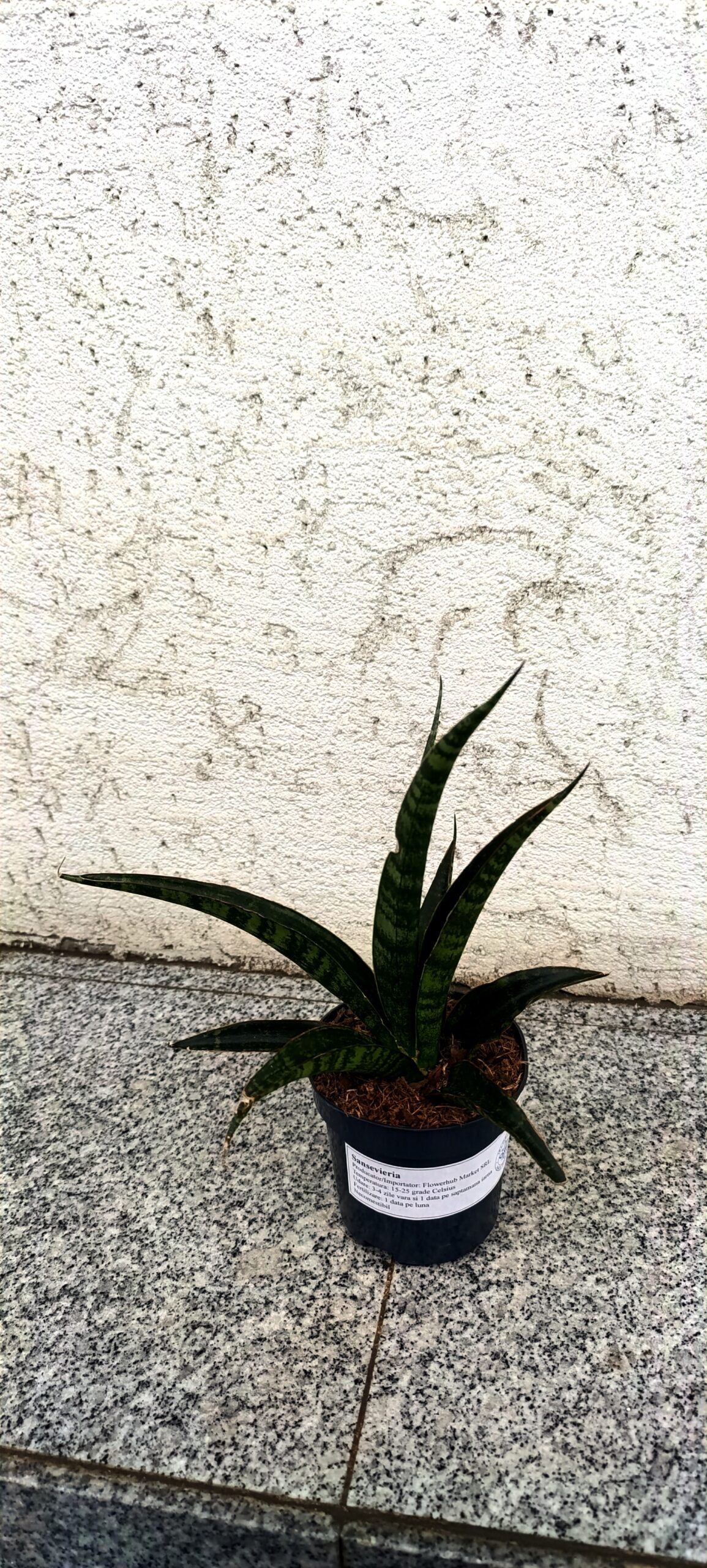 Sansevieria trifasciata ‘Megan’ – plantă de interior elegantă, rezistentă și ușor de întreținut Sansevieria trifasciata ‘Megan’ – plantă de interior elegantă, rezistentă și ușor de întreținut