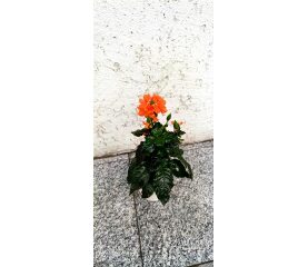Crossandra – plantă tropicală cu flori vibrante și înflorire îndelungată