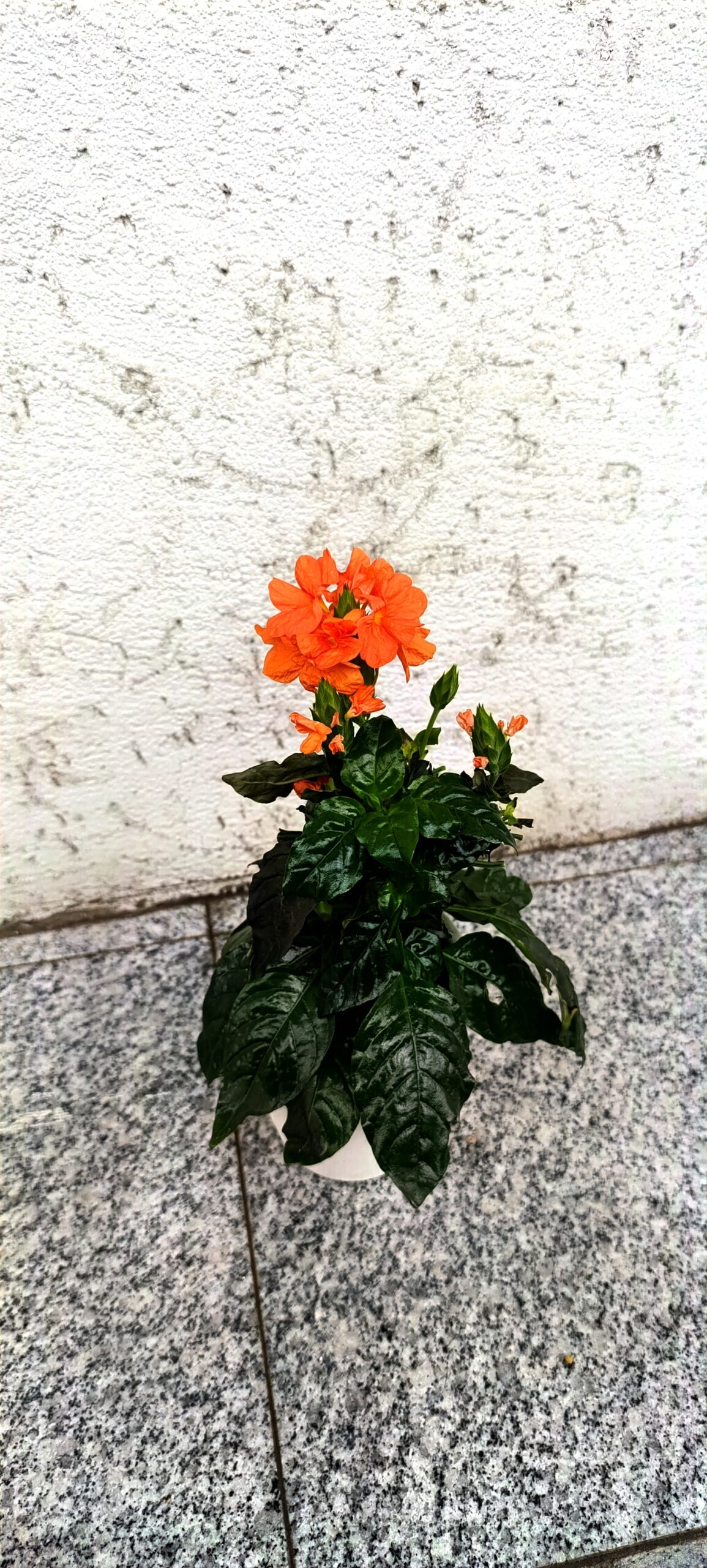 Crossandra – plantă tropicală cu flori vibrante și înflorire îndelungată Crossandra – plantă tropicală cu flori vibrante și înflorire îndelungată
