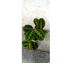 Maranta Grey – plantă de interior cu frunziș decorativ și aspect exotic