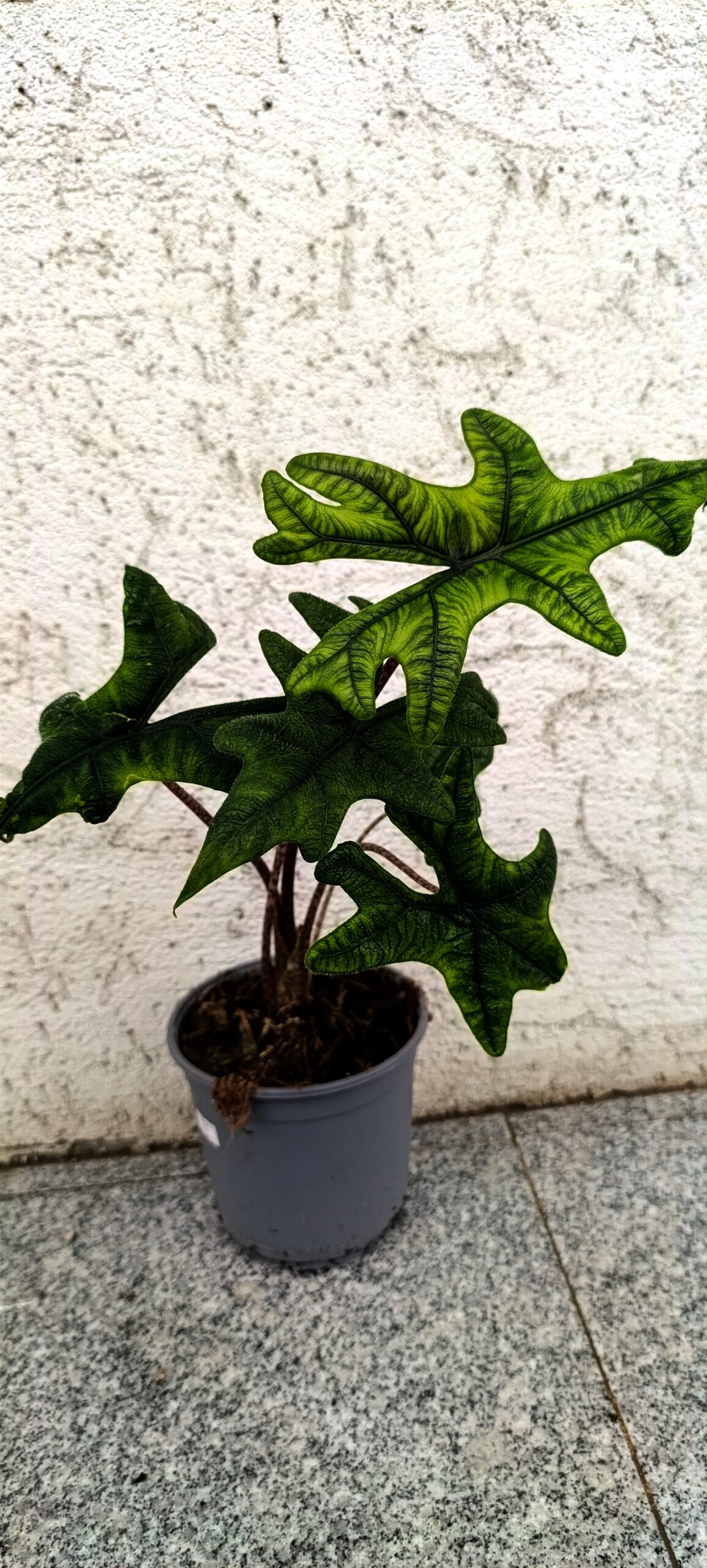 Alocasia Jacklyn – plantă tropicală rară cu frunze spectaculoase și aspect exotic Alocasia Jacklyn – plantă tropicală rară cu frunze spectaculoase și aspect exotic