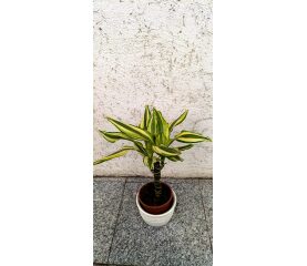 Dracaena ‘Yellow Coast’ – plantă de interior decorativă cu frunziș variegat