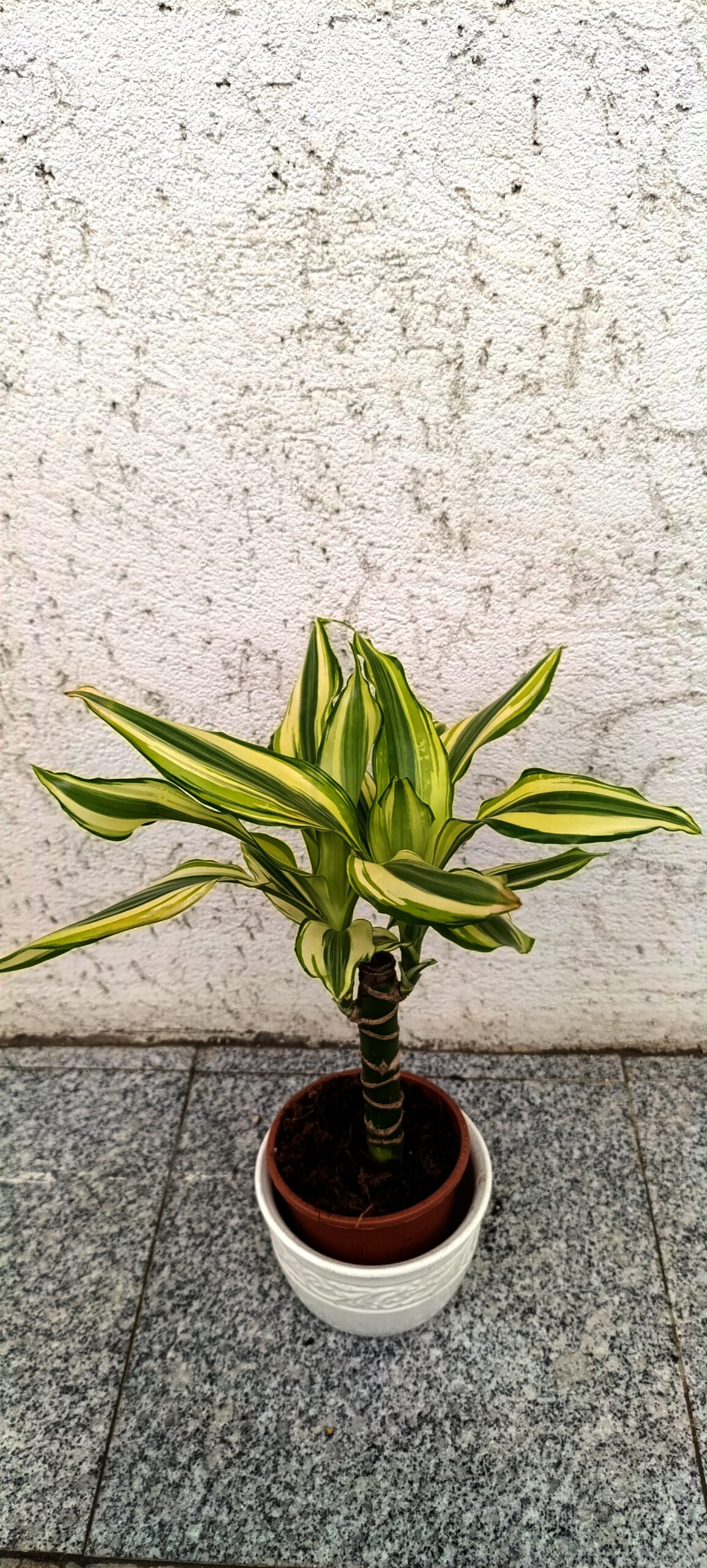 Dracaena ‘Yellow Coast’ – plantă de interior decorativă cu frunziș variegat Dracaena ‘Yellow Coast’ – plantă de interior decorativă cu frunziș variegat