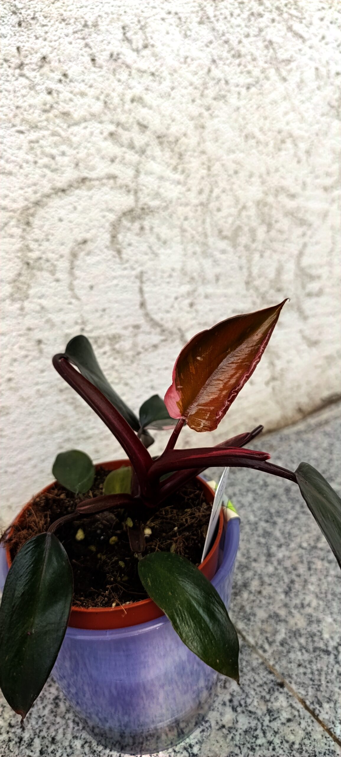 Philodendron ‘Burgundy Princess’ – plantă tropicală rară cu frunziș în nuanțe intense de burgundy Philodendron ‘Burgundy Princess’ – plantă tropicală rară cu frunziș în nuanțe intense de burgundy