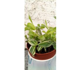Tradescantia sillamontana ‘Variegata’ – plantă decorativă rară cu frunziș catifelat și variegat