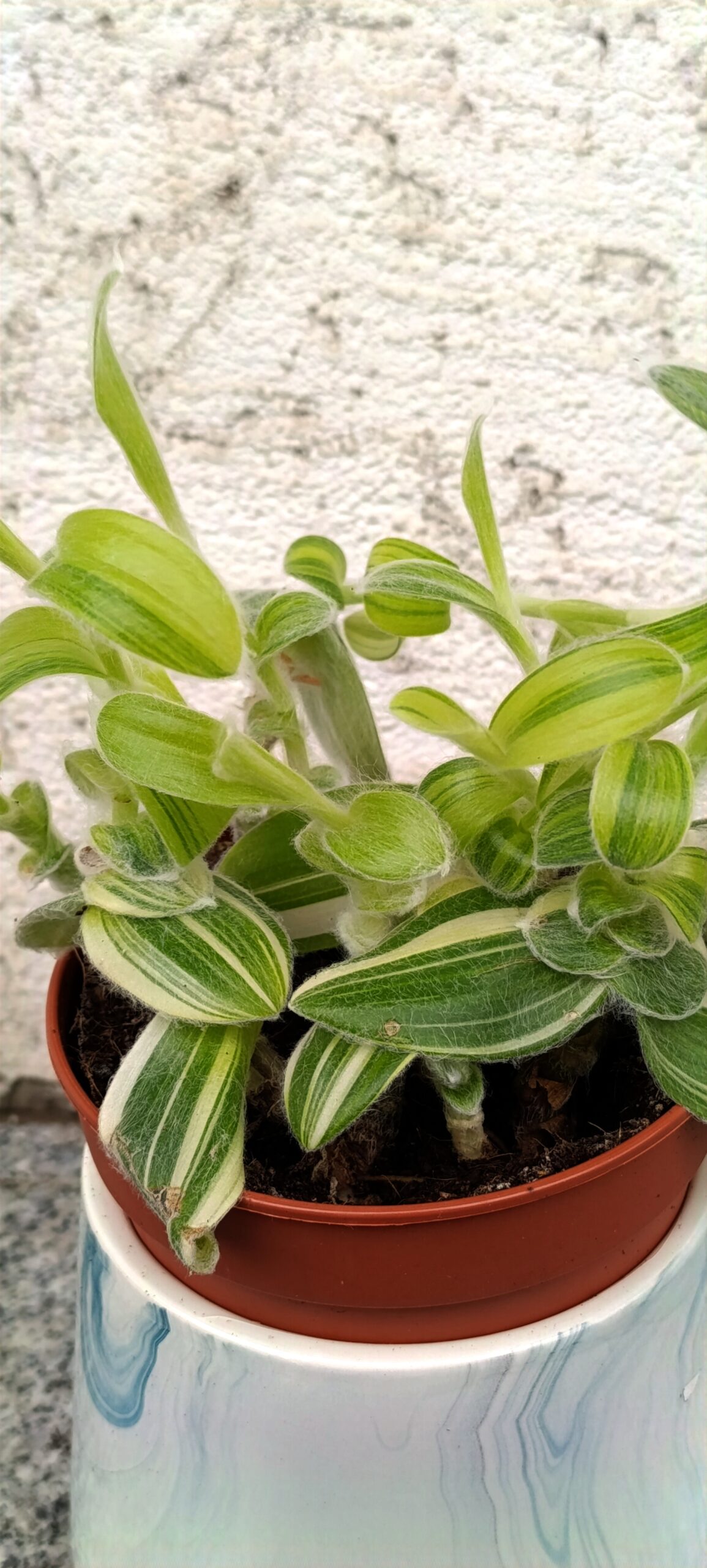 Tradescantia sillamontana ‘Variegata’ – plantă decorativă rară cu frunziș catifelat și variegat Tradescantia sillamontana ‘Variegata’ – plantă decorativă rară cu frunziș catifelat și variegat