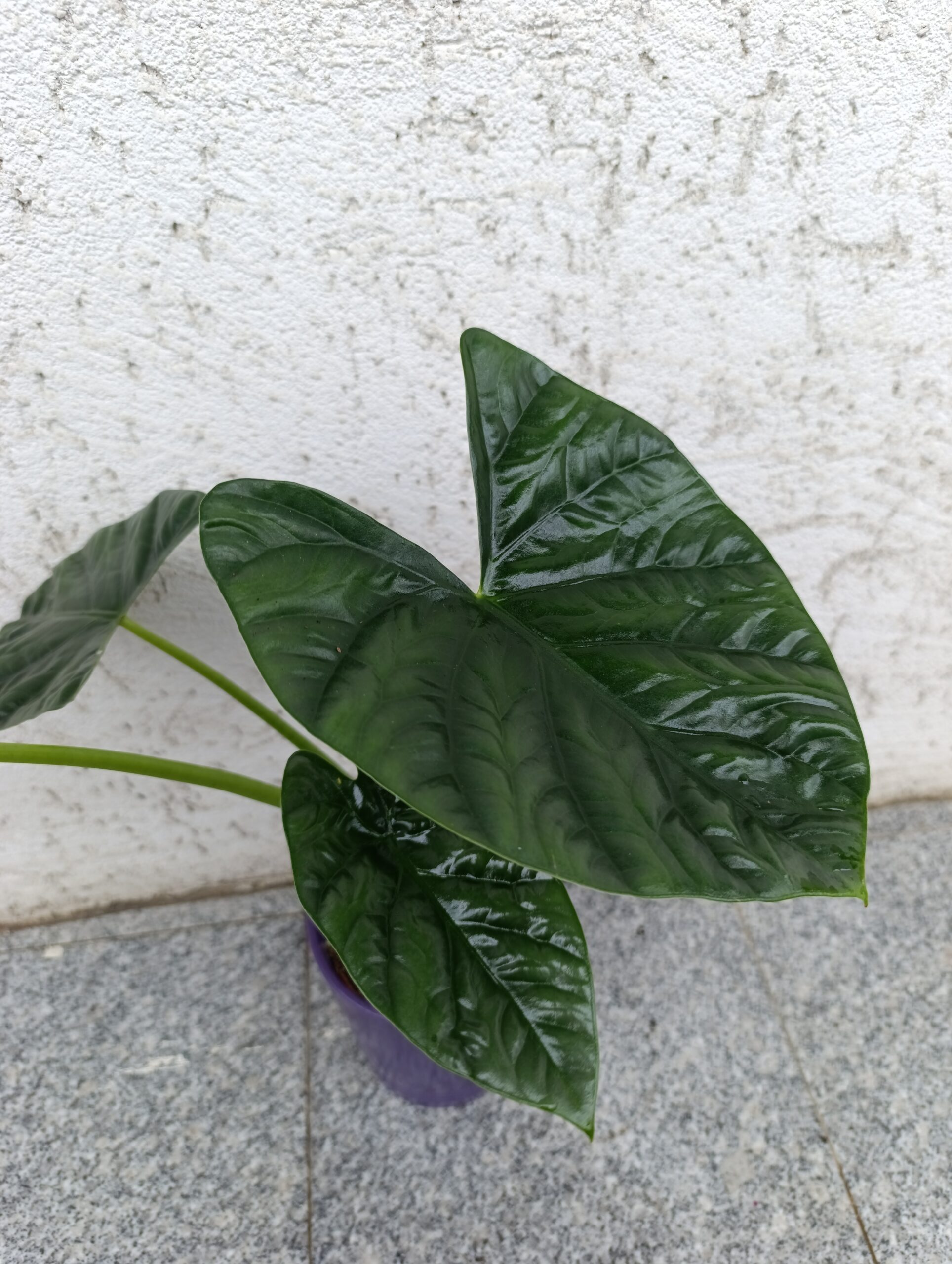 Alocasia ‘Lukiwan’ – plantă tropicală rară cu frunziș impresionant Alocasia ‘Lukiwan’ – plantă tropicală rară cu frunziș impresionant
