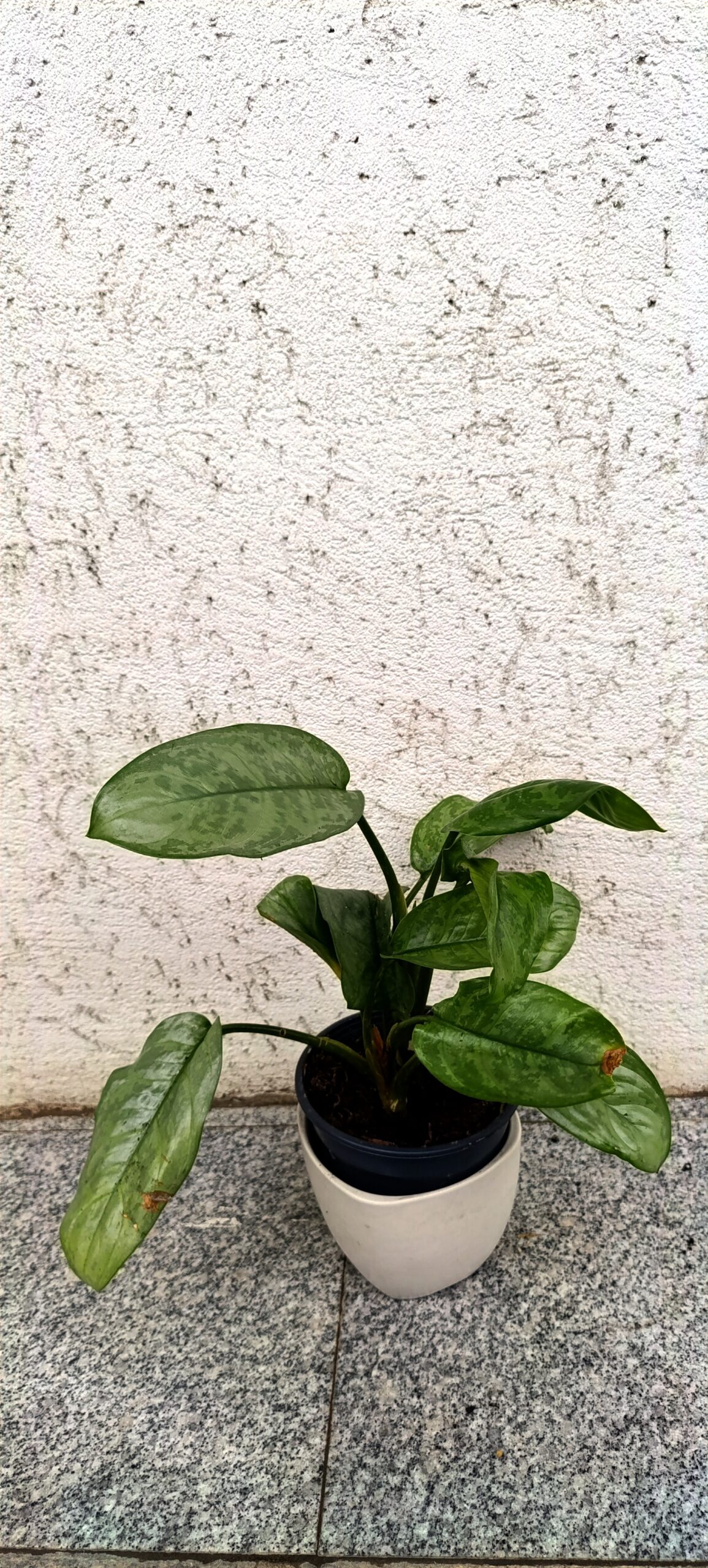 Aglaonema Green – plantă de interior decorativă, elegantă și ușor de întreținut Aglaonema Green – plantă de interior decorativă, elegantă și ușor de întreținut