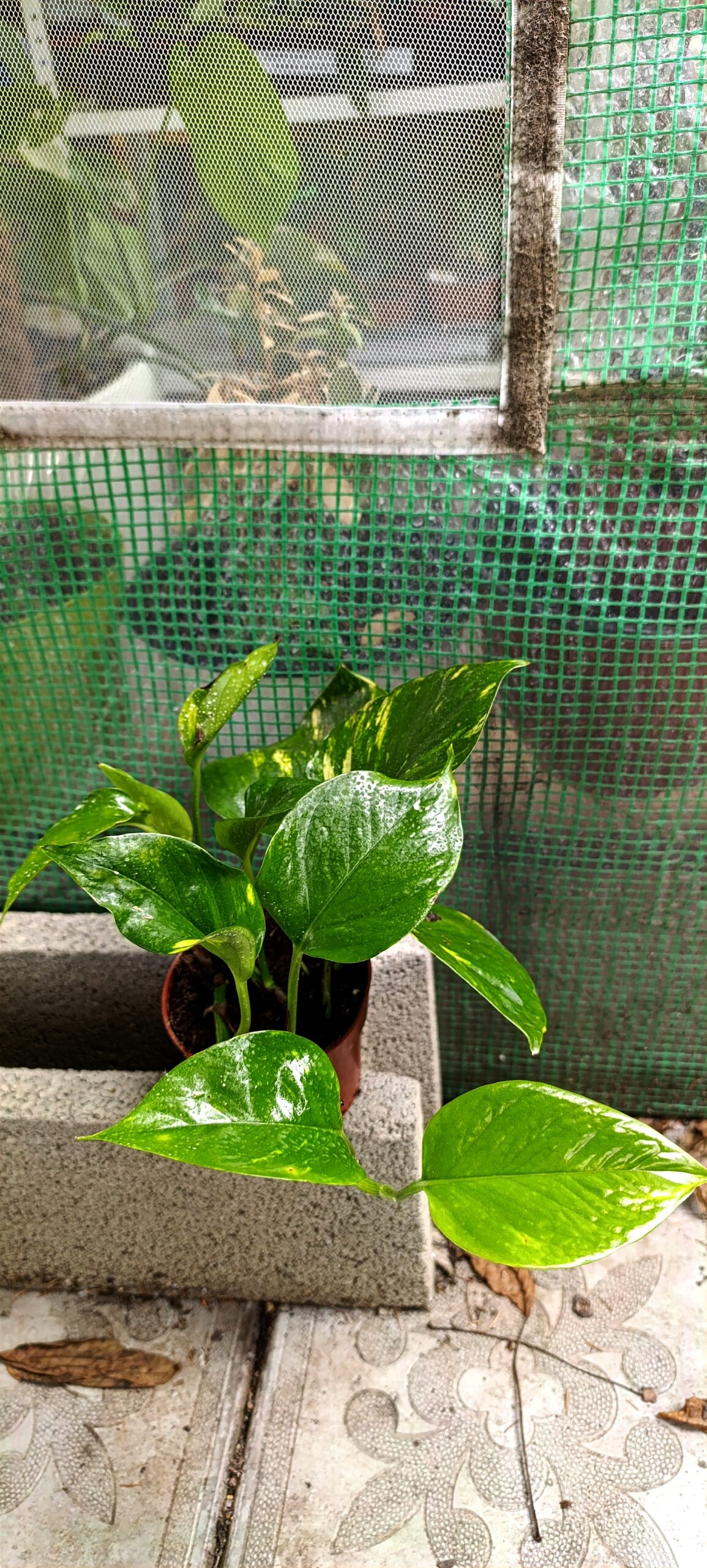 Epipremnum aureum – plantă cățărătoare și curgătoare, ideală pentru orice interior Epipremnum aureum – plantă cățărătoare și curgătoare, ideală pentru orice interior