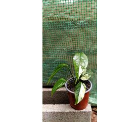 Epipremnum pinnatum ‘Albo Variegata’ – Plantă rară cu frunze spectaculoase alb-verzui