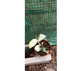 Epipremnum pinnatum ‘Marble’ – Plantă tropicală cu variegație spectaculoasă
