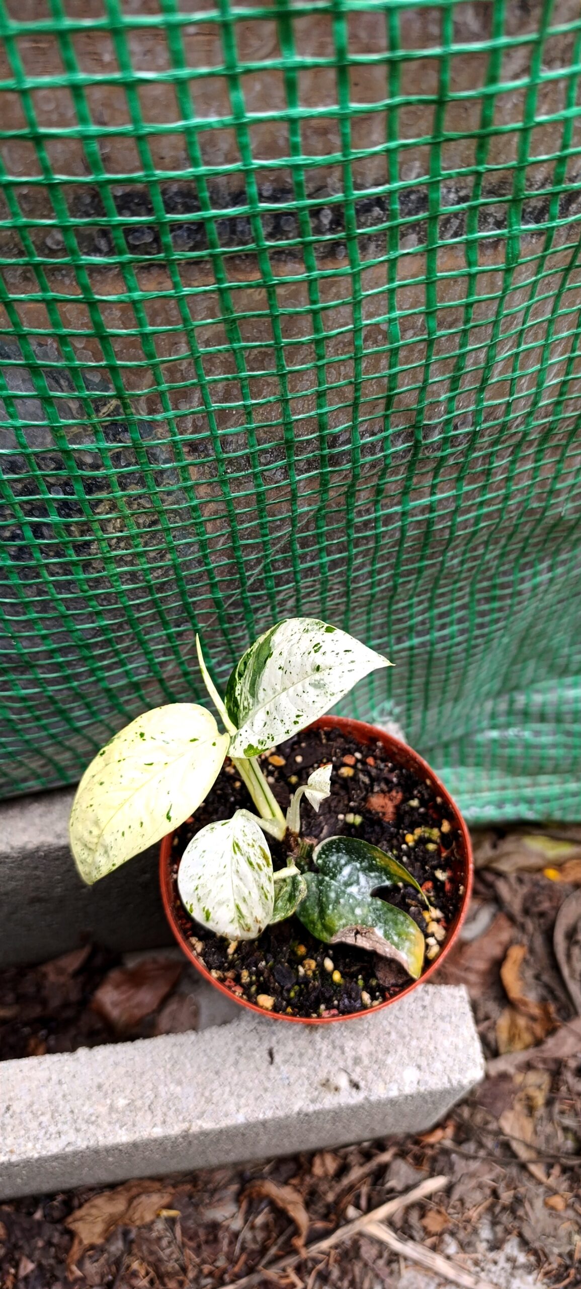 Epipremnum pinnatum ‘Marble’ – Plantă tropicală cu variegație spectaculoasă Epipremnum pinnatum ‘Marble’ – Plantă tropicală cu variegație spectaculoasă