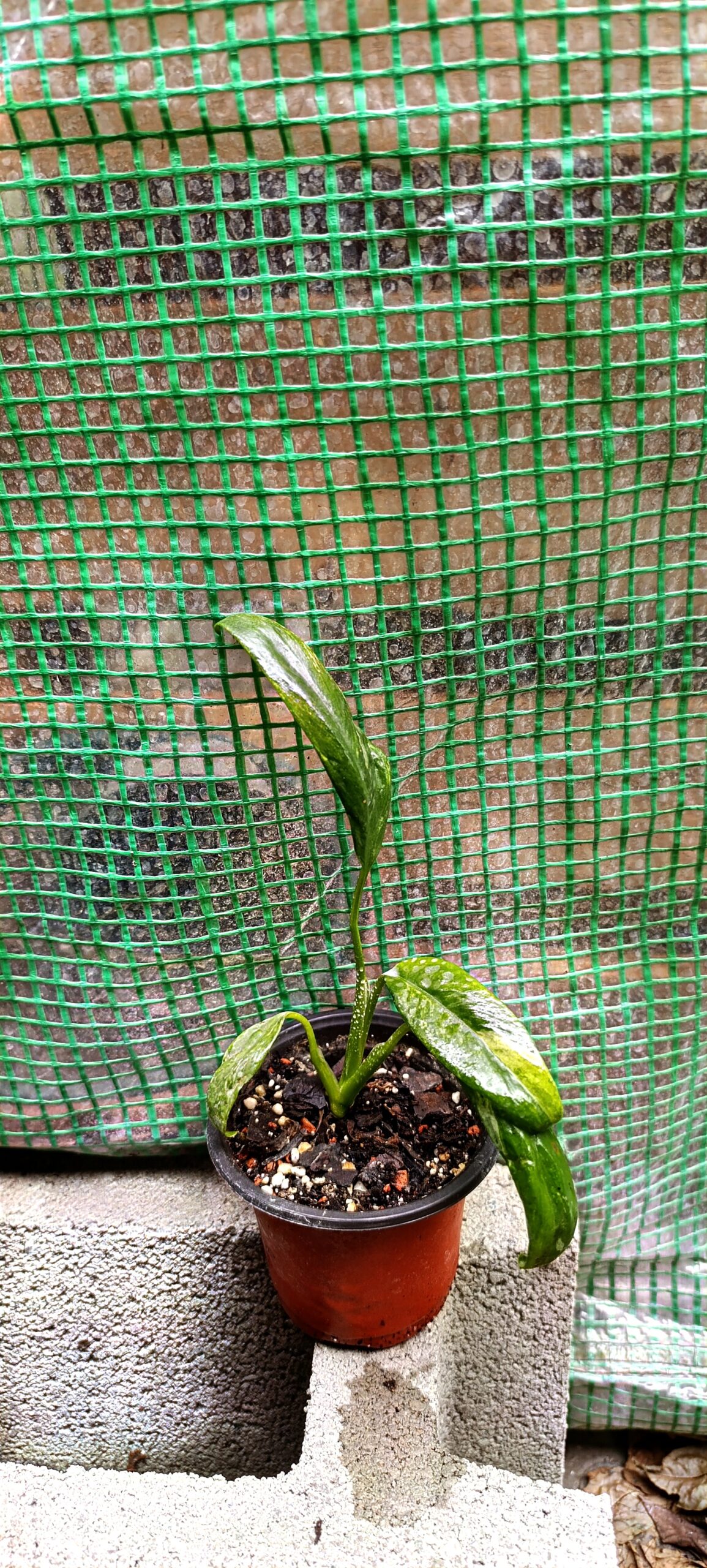 Rhaphidophora puberula var. – plantă tropicală rară cu frunziș exotic și creștere spectaculoasă Rhaphidophora puberula var. – plantă tropicală rară cu frunziș exotic și creștere spectaculoasă