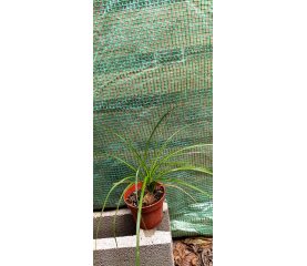 Nolina recurvata – Picior de Elefant, planta elegantă și extrem de rezistentă