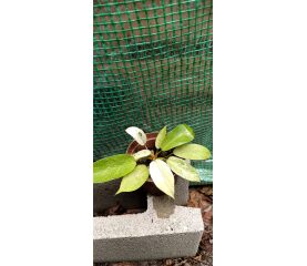 Philodendron Snowdrift – Plantă rară cu frunziș spectaculos în nuanțe deschise
