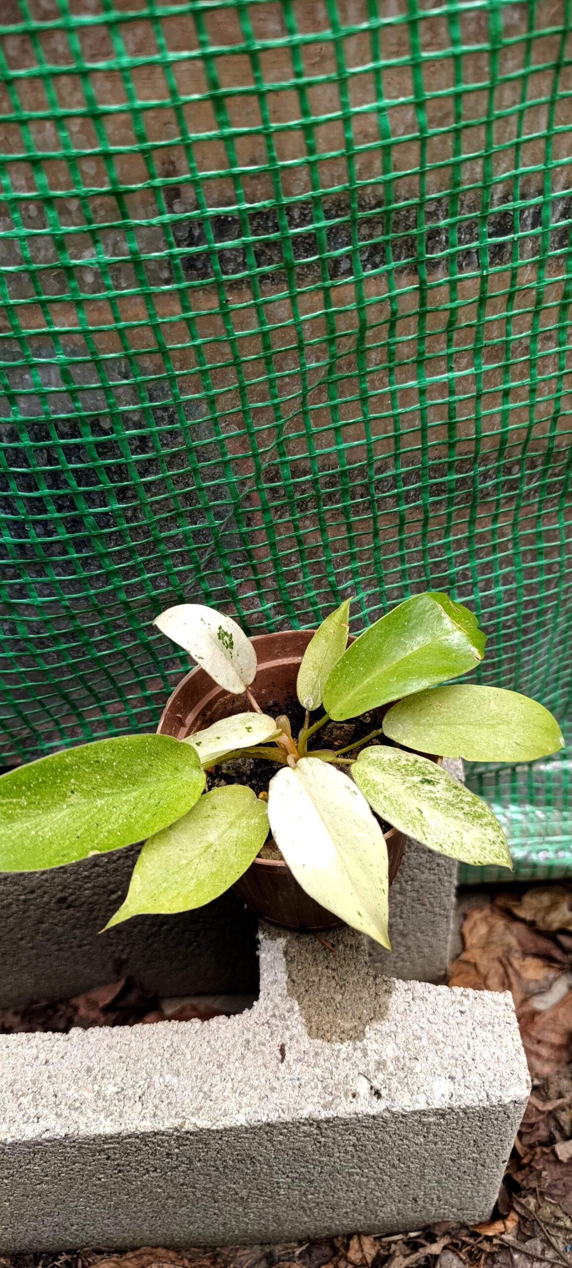 Philodendron Snowdrift – Plantă rară cu frunziș spectaculos în nuanțe deschise Philodendron Snowdrift – Plantă rară cu frunziș spectaculos în nuanțe deschise
