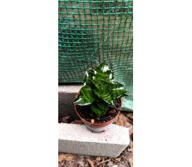 Sansevieria Luxury Mix – colecție elegantă de plante rezistente pentru interior modern