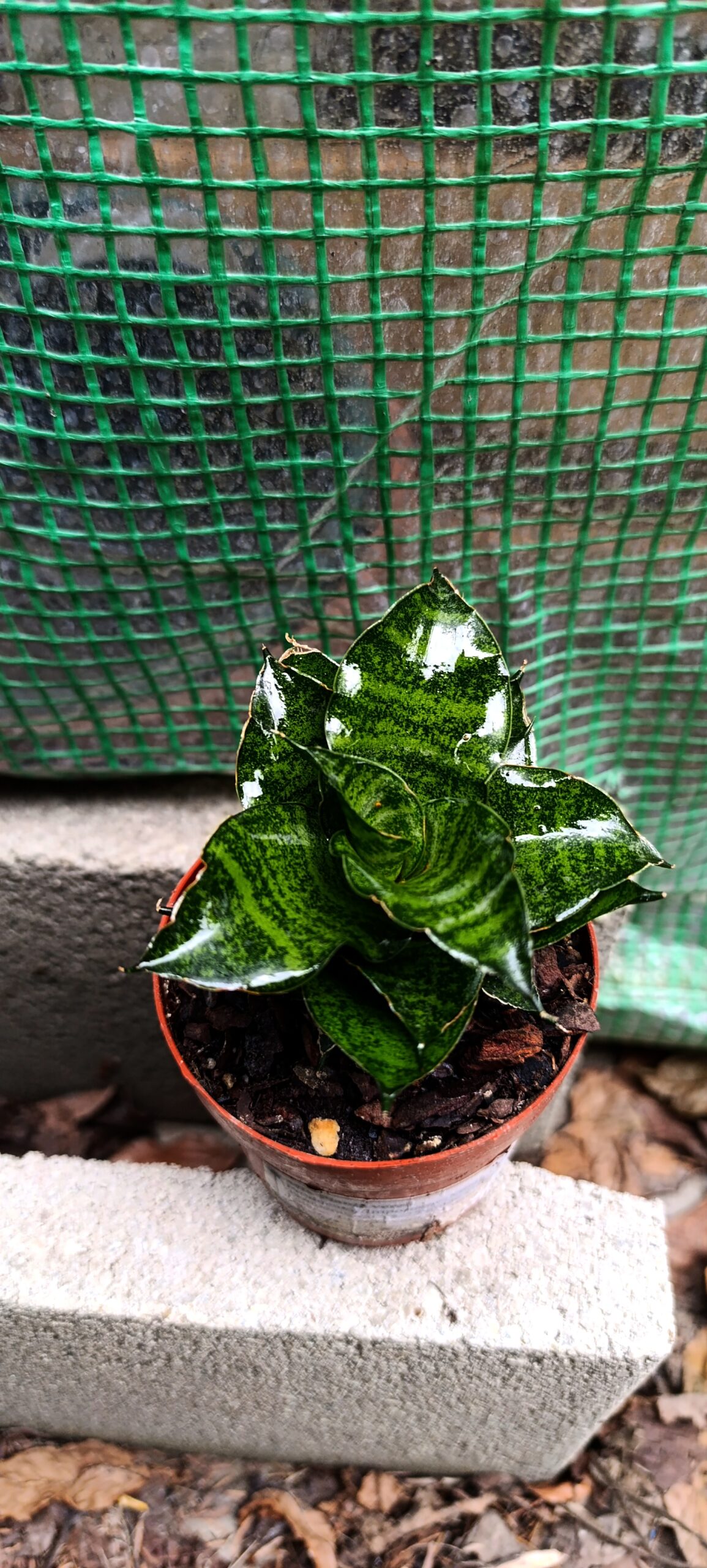 Sansevieria Luxury Mix – colecție elegantă de plante rezistente pentru interior modern Sansevieria Luxury Mix – colecție elegantă de plante rezistente pentru interior modern