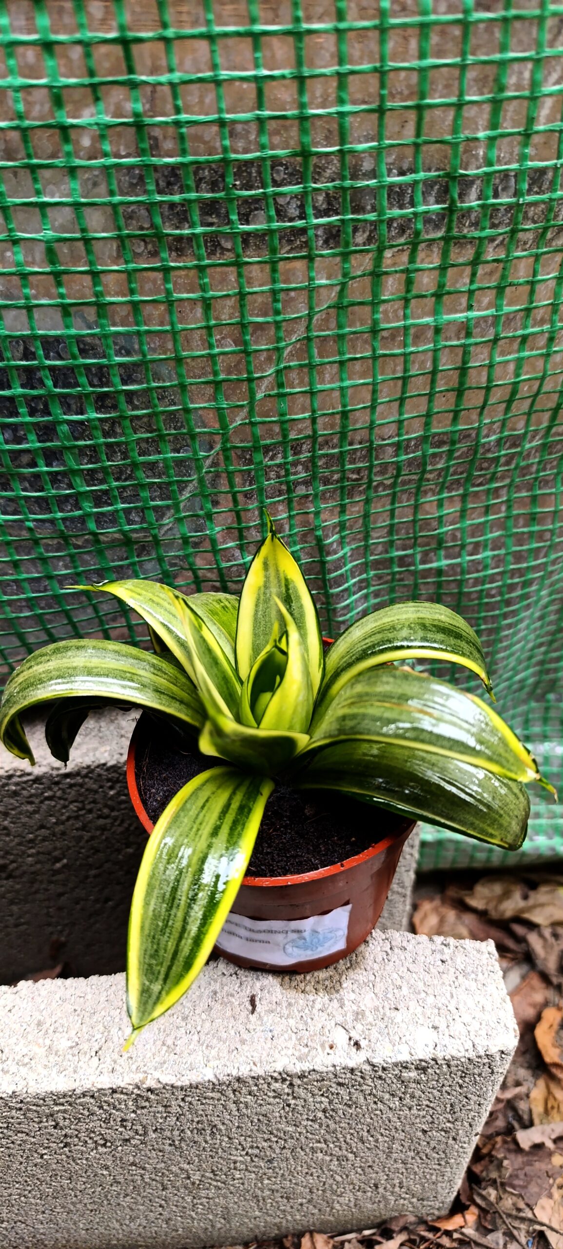 Sansevieria Hahnii – plantă compactă și elegantă, ideală pentru orice interior Sansevieria Hahnii – plantă compactă și elegantă, ideală pentru orice interior