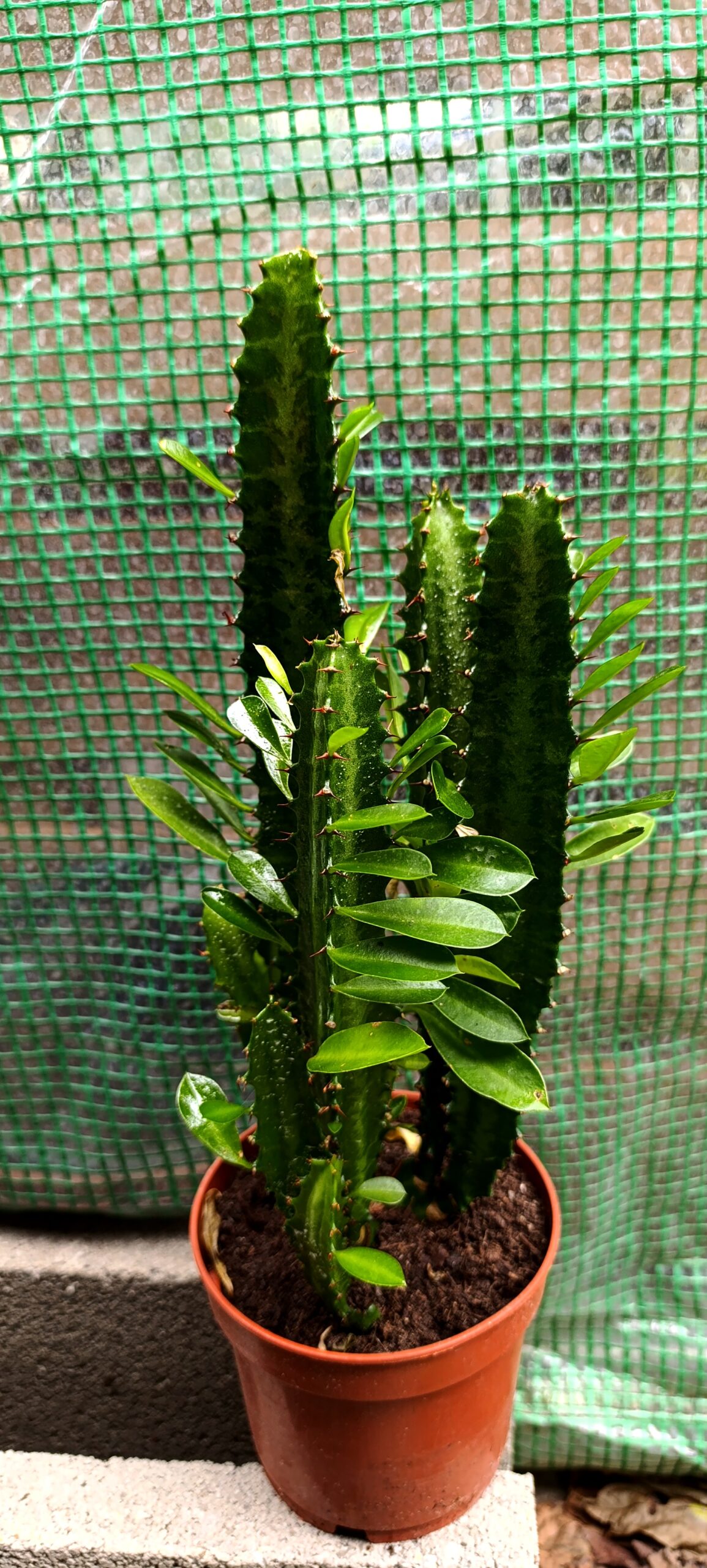 Euphorbia trigona – planta cactus africană cu aspect spectaculos și întreținere ușoară Euphorbia trigona – planta cactus africană cu aspect spectaculos și întreținere ușoară