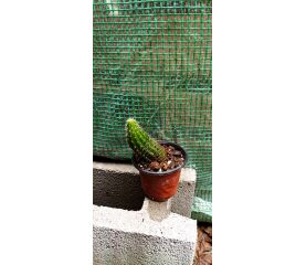 Mix Cactuși – Colecție de plante rezistente și ușor de întreținut