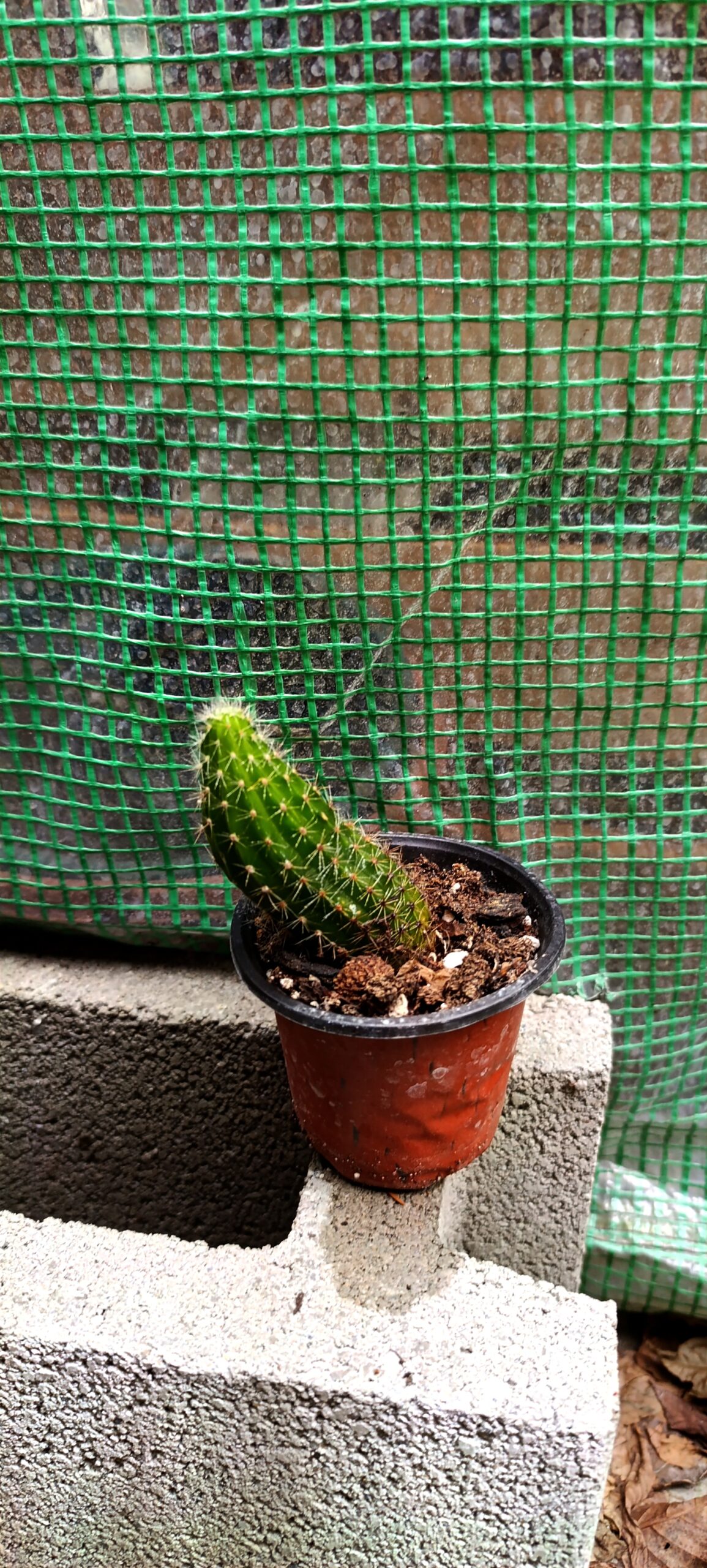 Mix Cactuși – Colecție de plante rezistente și ușor de întreținut Mix Cactuși – Colecție de plante rezistente și ușor de întreținut