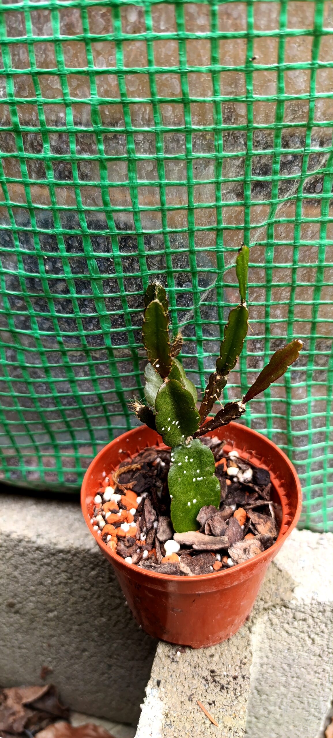 Rhipsalis Mix 8 cm – mini cactuși epifiți curgători, ideali pentru decor modern Rhipsalis Mix 8 cm – mini cactuși epifiți curgători, ideali pentru decor modern