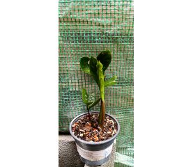 Zamioculcas zamiifolia (ZZ Plant) – Planta perfectă pentru orice interior