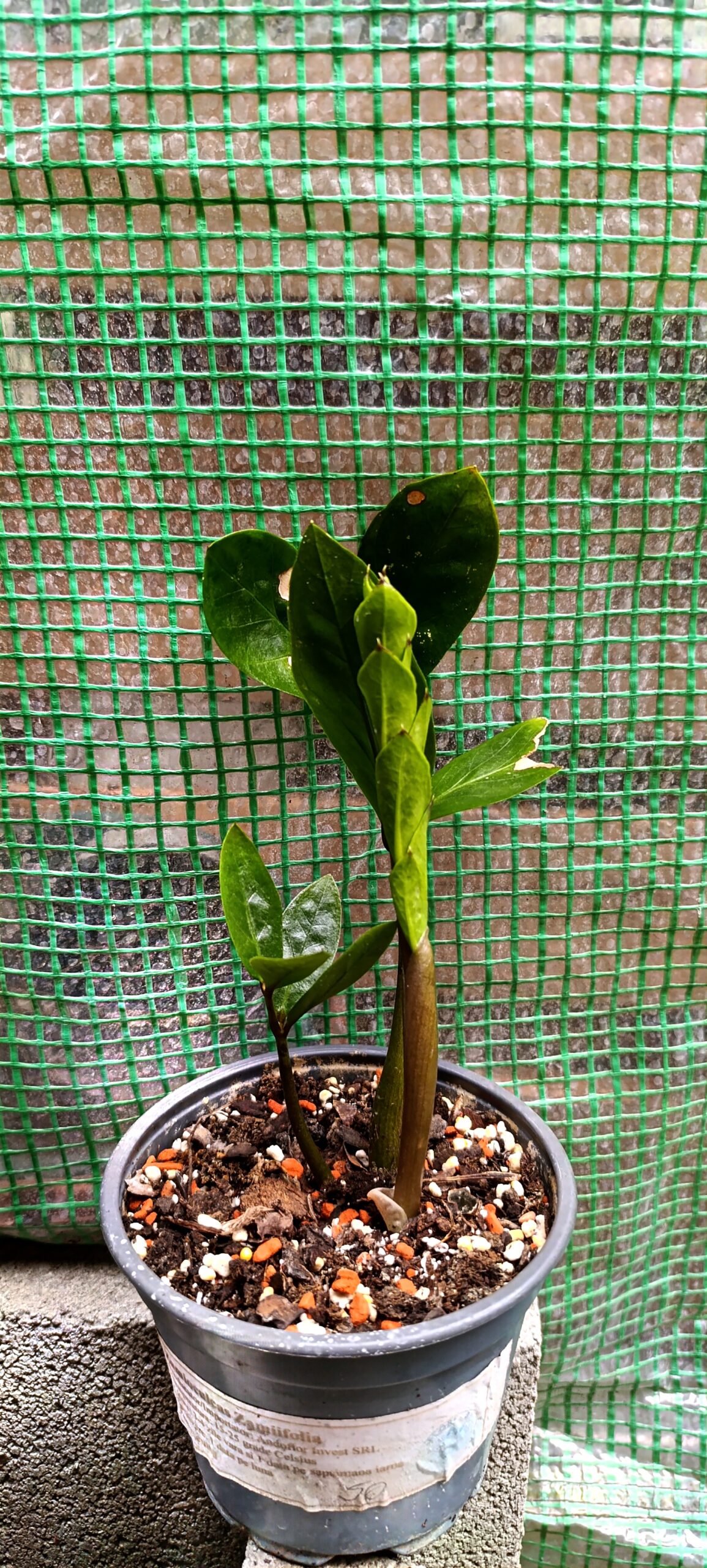Zamioculcas zamiifolia (ZZ Plant) – Planta perfectă pentru orice interior Zamioculcas zamiifolia (ZZ Plant) – Planta perfectă pentru orice interior