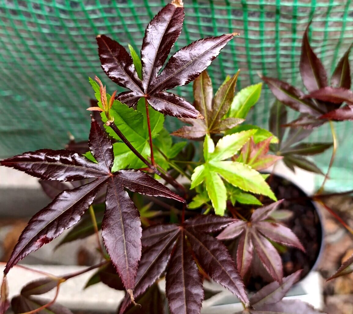 Acer palmatum mix – arțar japonez decorativ cu frunziș spectaculos