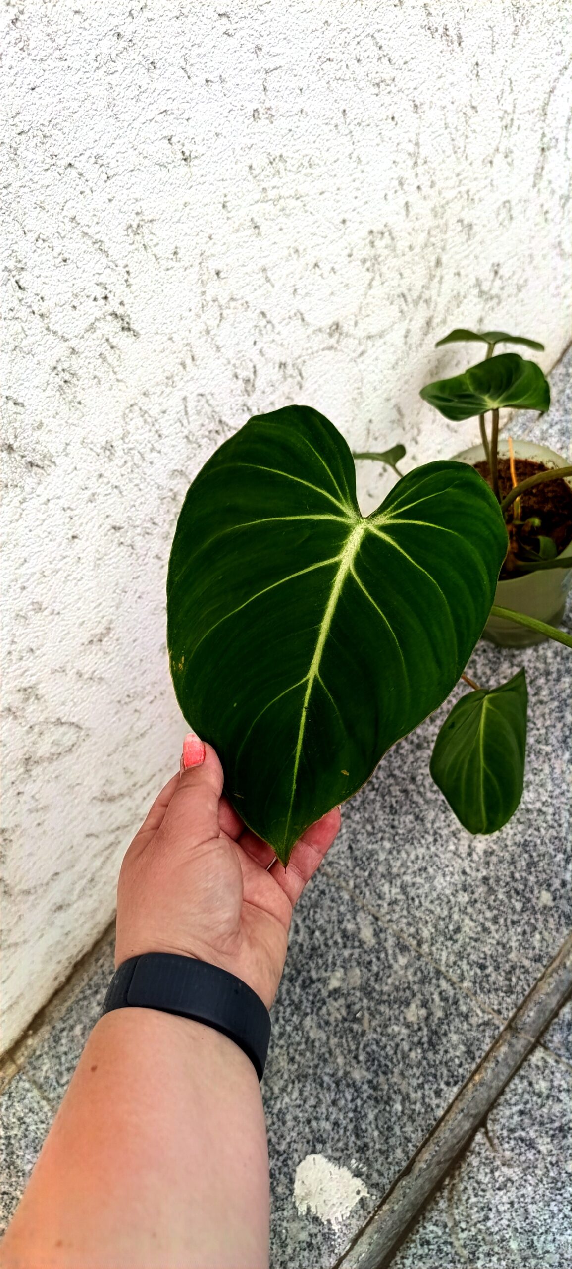 Philodendron gloriosum – plantă tropicală rară cu frunze catifelate spectaculoase Philodendron gloriosum – plantă tropicală rară cu frunze catifelate spectaculoase