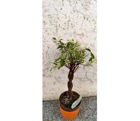 Ficus benjamina bonsai cu tulpină împletită – plantă decorativă elegantă pentru interior