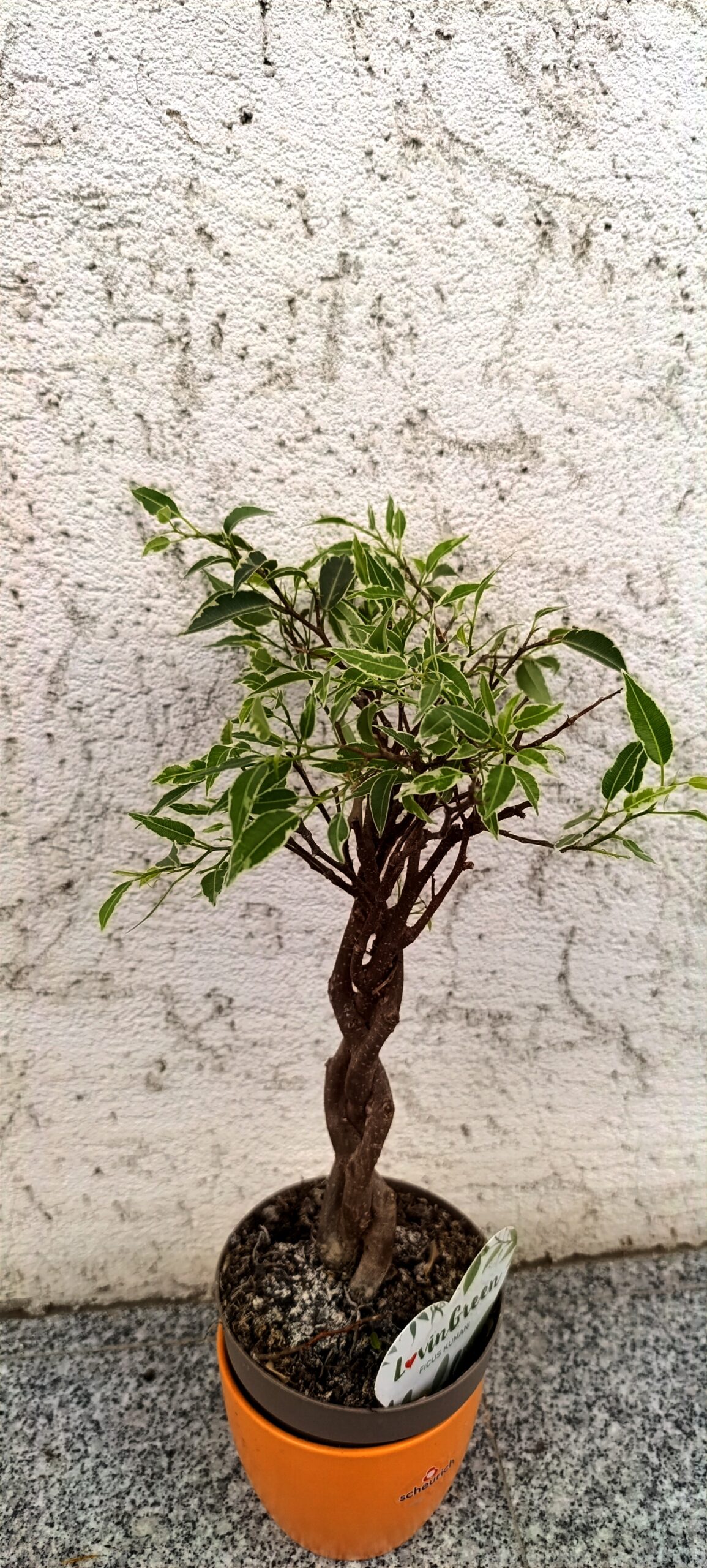 Ficus benjamina bonsai cu tulpină împletită – plantă decorativă elegantă pentru interior Ficus benjamina bonsai cu tulpină împletită – plantă decorativă elegantă pentru interior