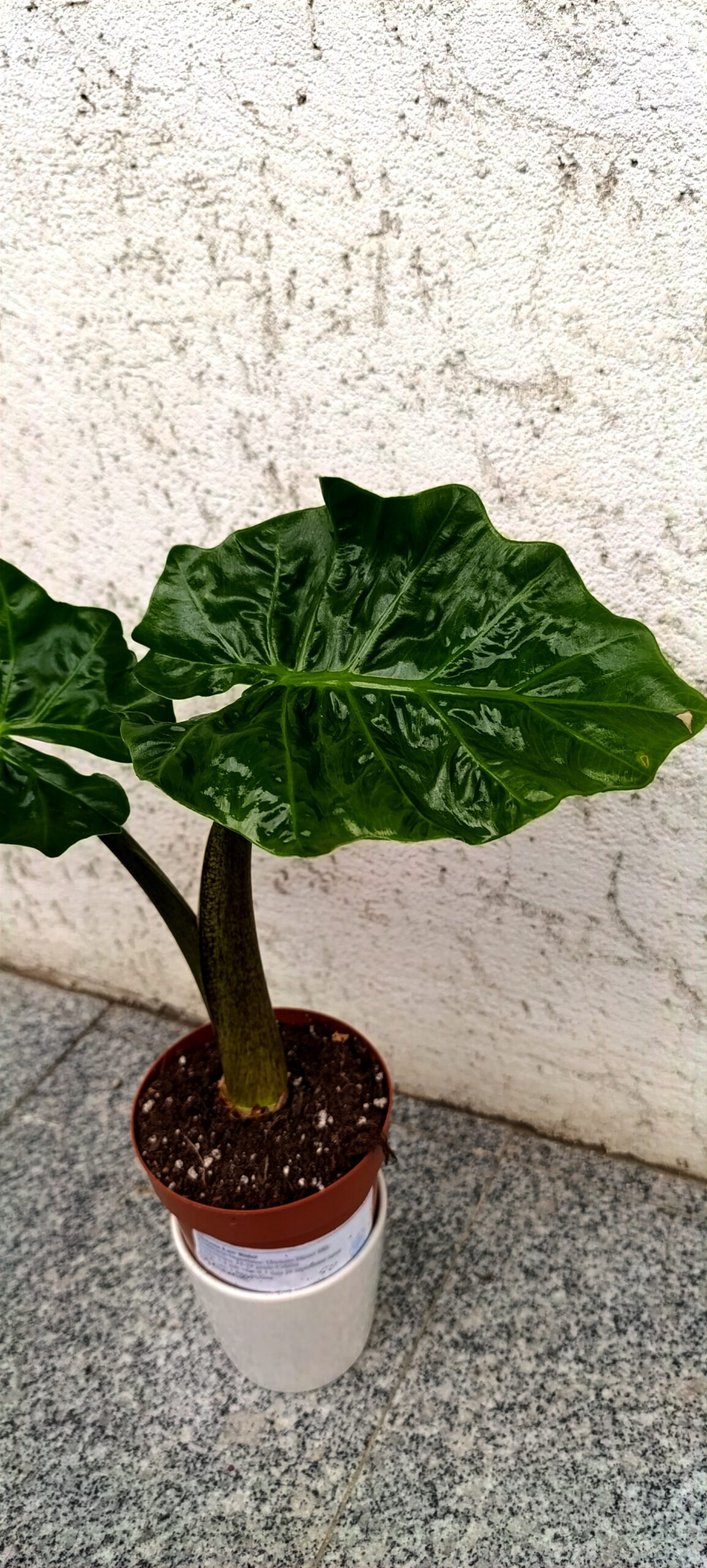 Alocasia Low Rider – plantă tropicală compactă cu frunziș spectaculos Alocasia Low Rider – plantă tropicală compactă cu frunziș spectaculos