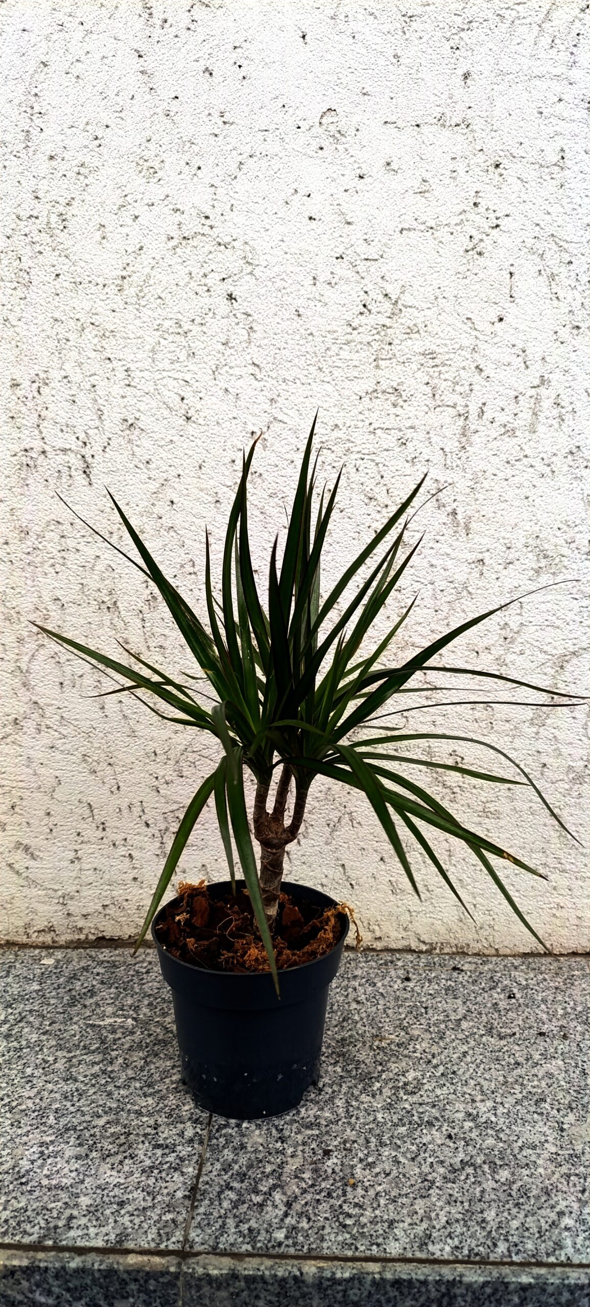 Dracaena marginata – plantă de interior elegantă și ușor de întreținut Dracaena marginata – plantă de interior elegantă și ușor de întreținut